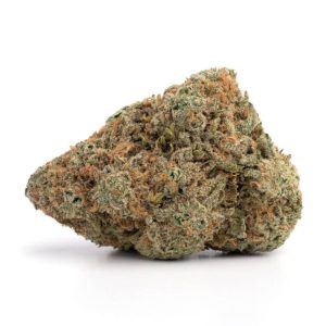 Chocolope QLD Marijuana Strain