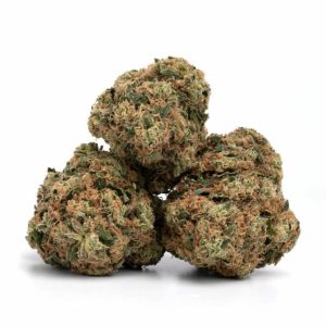 Moby Dick QLD Cannabis Strain